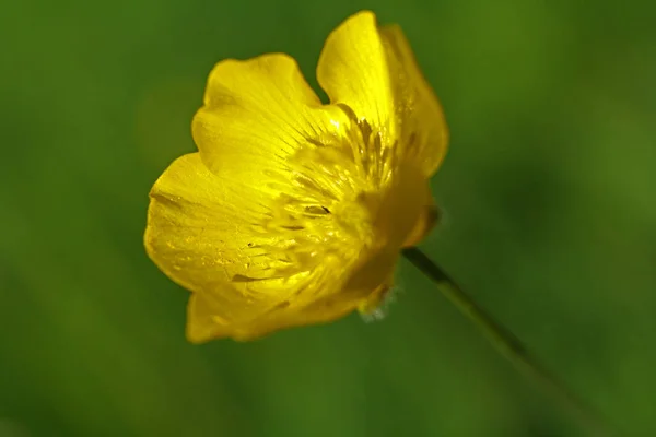 Scherpe Boterbloem Ranunculus Acris — Stockfoto