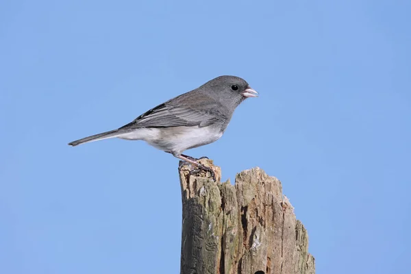 Scenic View Beautiful Bird Nature — Stock Photo, Image