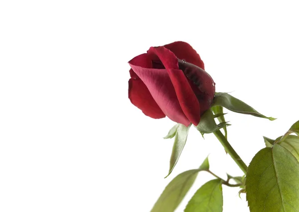 Cerise Vermelho Valentine Rosa Flor — Fotografia de Stock