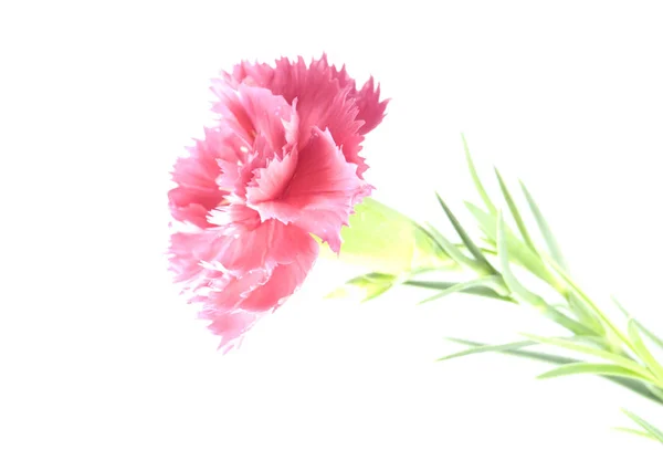 Мягкий Розовый Цветок Гвоздики — стоковое фото