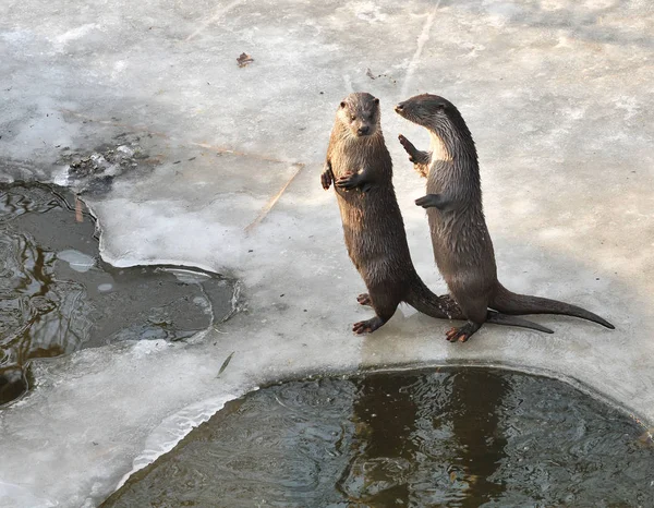 Otter Animal Acuático Mamífero —  Fotos de Stock