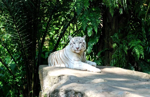 Predator Wildcat Striped Tiger Animal — Stock Photo, Image