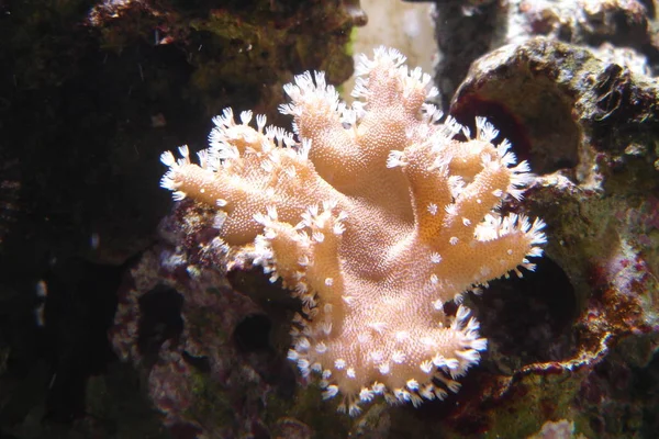 Underwater Photography Sea Life — Stock Photo, Image