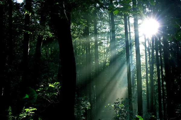 Prachtig Uitzicht Het Natuurlandschap — Stockfoto