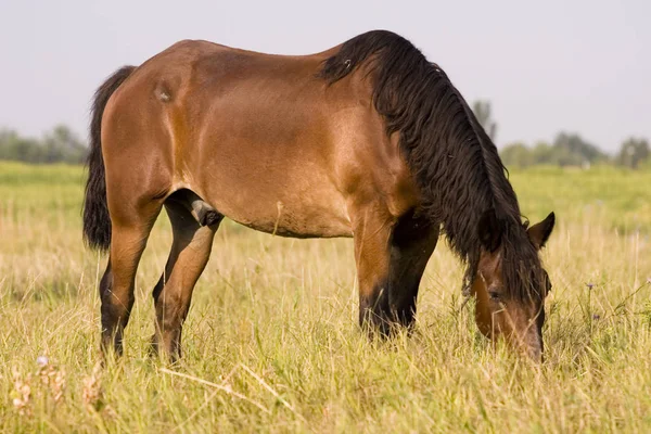 Cavallo Nel Prato — Foto Stock