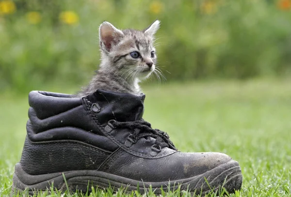 Cat Outdoor Daytime — Stock Photo, Image