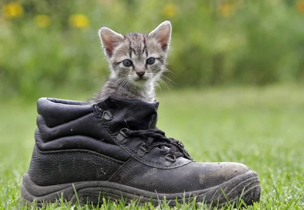 Cat Outdoor Daytime — Stock Photo, Image