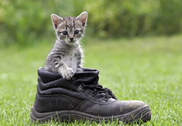 Cat Outdoor Daytime — Stock Photo, Image