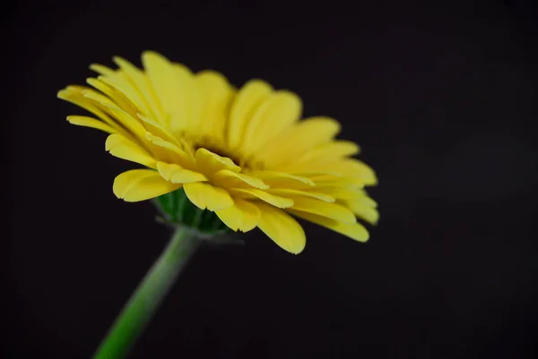 Gerbera Kwiat Letni Płatki Kwiatowe — Zdjęcie stockowe