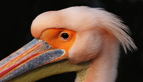 Vacker Utsikt Över Vacker Pelikan Naturen — Stockfoto