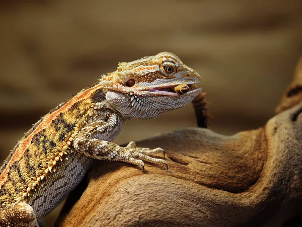Бородатый Дракон Экзотическая Ящерица Рептилия — стоковое фото