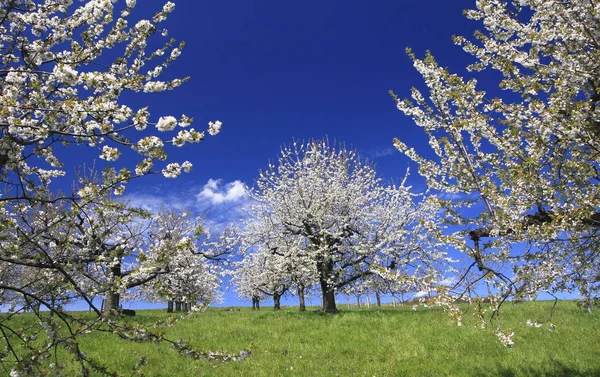 Körsbärsblomma Blommor Trädgrenar Våren — Stockfoto