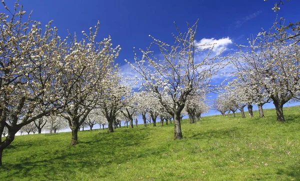 Blommande Blomblad Våren — Stockfoto