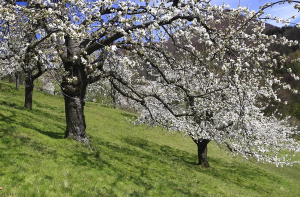 Blommande Blomblad Våren — Stockfoto