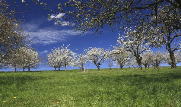 Blommande Körsbärsträd Blommande Blommor — Stockfoto