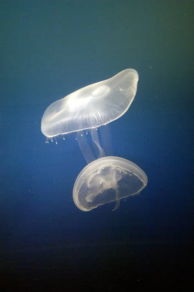 jellyfish sea underwater, sea life creature