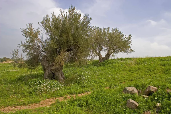 Ελαιόδεντρα Χλωρίδα Της Φύσης — Φωτογραφία Αρχείου