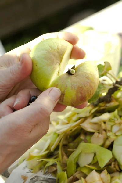 Cosecha Manzana Cosecha Frutas — Foto de Stock