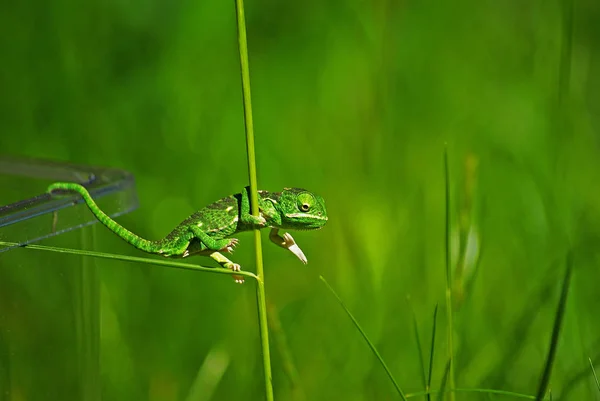 エキゾチックなトカゲの爬虫類カメレオン — ストック写真