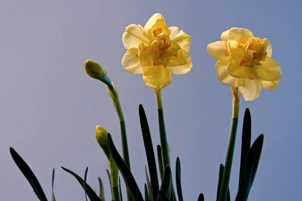 Žluté Okvětní Lístky Jarních Květů Narcis — Stock fotografie