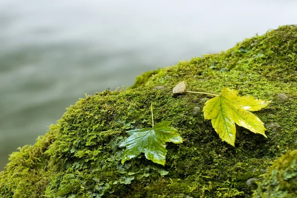 Folhas Pedra — Fotografia de Stock