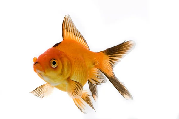 Roter Goldfisch Schwimmt Unter Wasser — Stockfoto