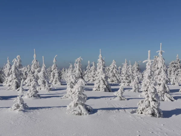 Kış Manzarası Harika — Stok fotoğraf