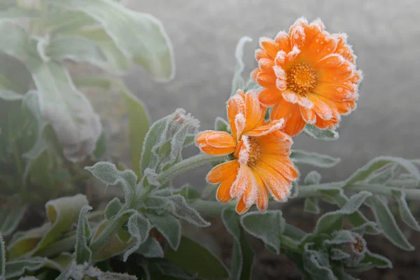 Orange Ringelblumen Blütenblätter Flora Blüht — Stockfoto