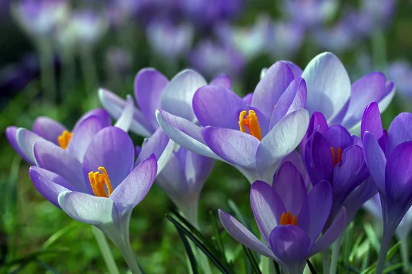 Crocus Flowers Bloom Spring Flora — Stock Photo, Image