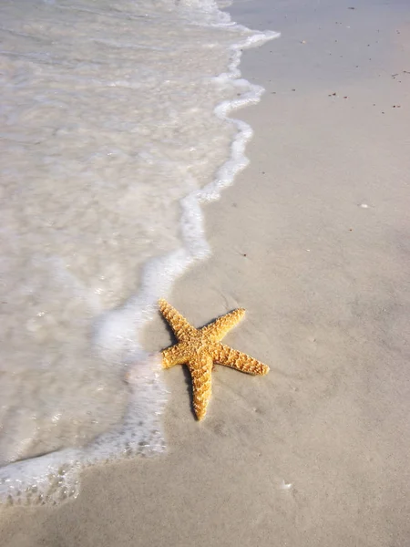 Starfish Στην Παραλία Γρήγορη Προσέγγιση Surf — Φωτογραφία Αρχείου