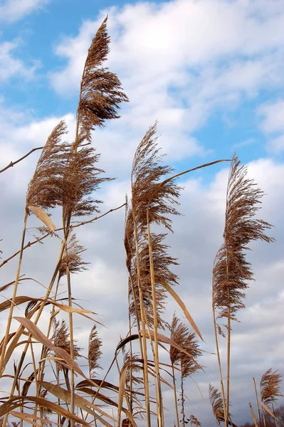 Autumnal Atmosphere Selective Focus — Stock Photo, Image