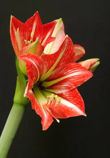 Amaryllis Bloemblaadjes Flora Bloei — Stockfoto