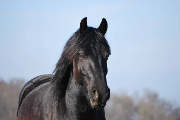 野生の自然でかわいい馬 — ストック写真