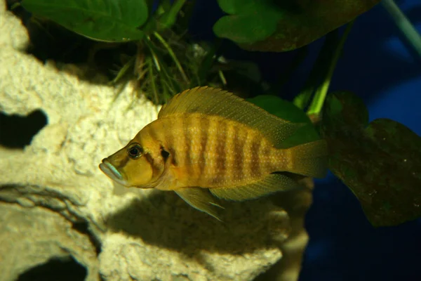 Vissen Het Aquarium — Stockfoto