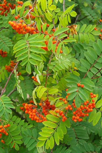 Vacker Utsikt Över Vacker Fågel Naturen — Stockfoto