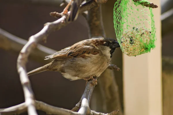 Scenic View Cute Sparrow Bird — Stock Photo, Image