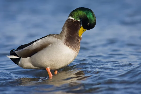 Aussichtsreiche Aussicht Auf Schöne Vögel Der Natur — Stockfoto