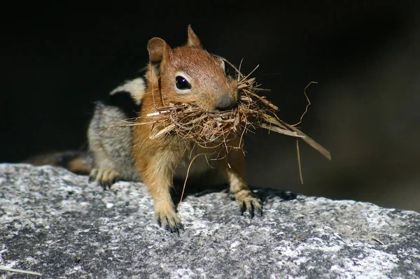 Ekorrdjur Fluffig Gnagare — Stockfoto