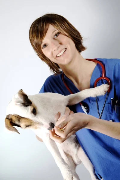 Krankenschwester Oder Arzt Mit Hund Auf Weißem Untergrund — Stockfoto
