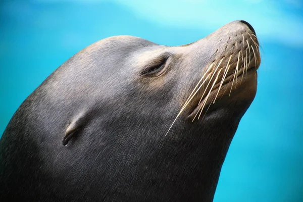 Dierenwelzijn Dierentuin — Stockfoto