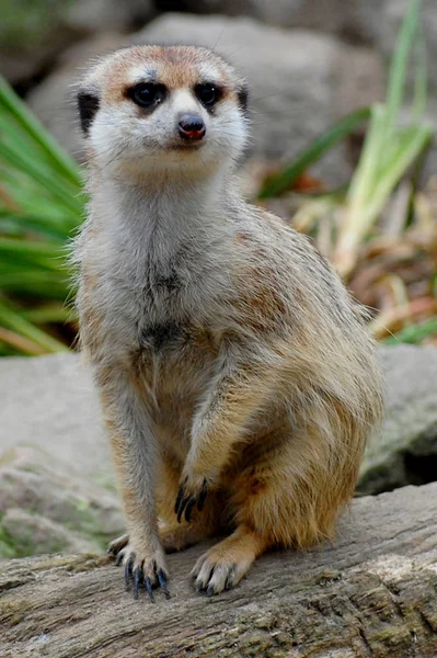 Wildtiere Des Erdmännchens Suricata Suricatta — Stockfoto