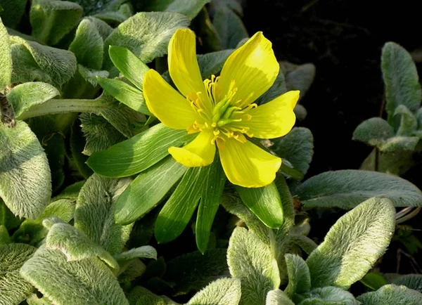 Mooi Botanisch Schot Natuurlijk Behang — Stockfoto