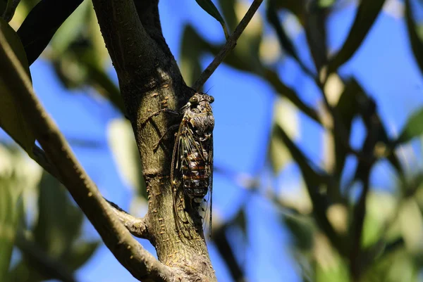 Vista Cerca Del Pequeño Insecto Saltamontes — Foto de Stock