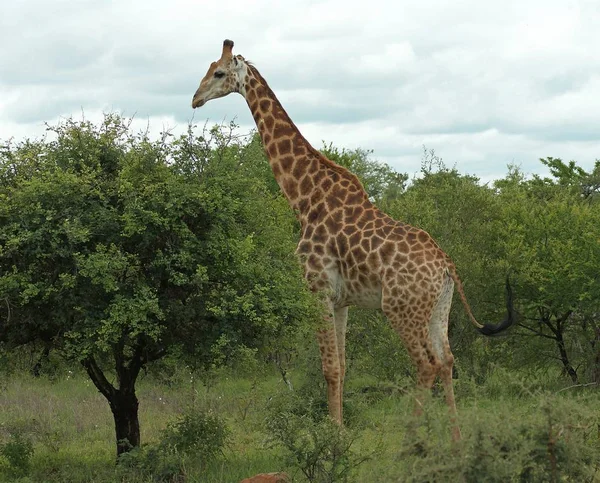 Girafe Animal Mammifère Herbivore Africain — Photo