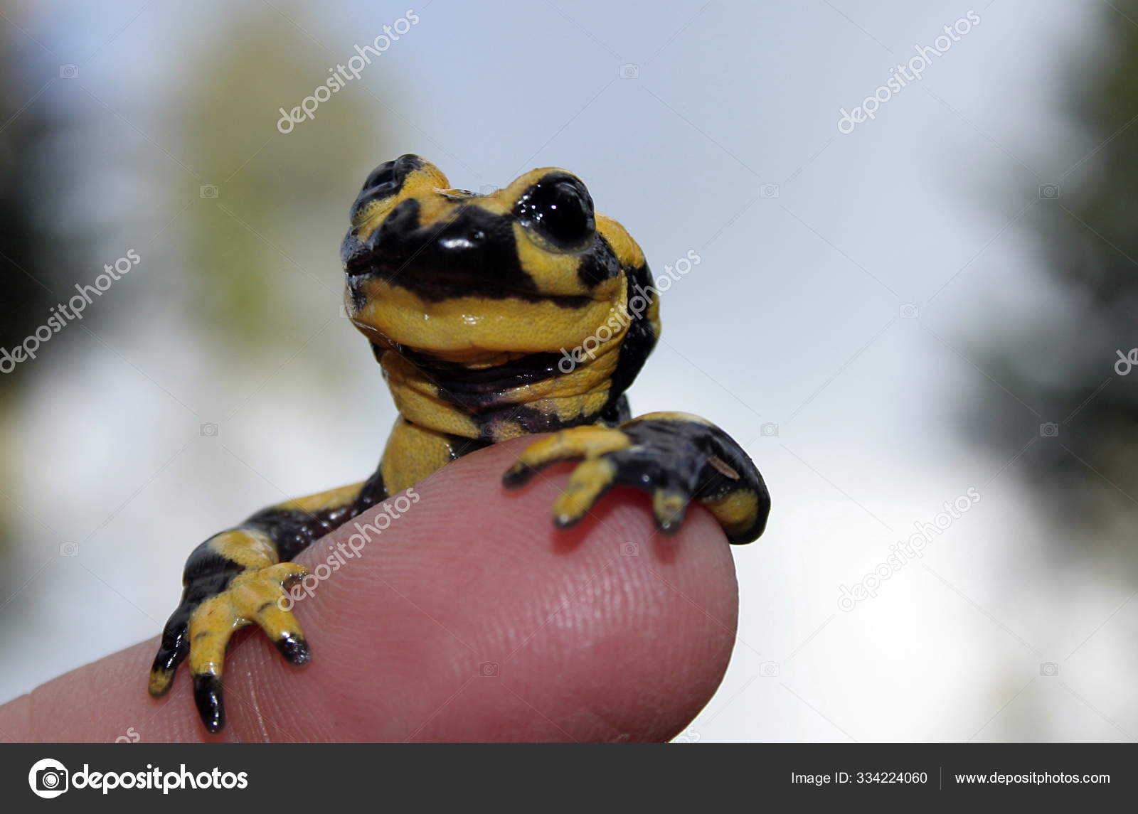 Salamander Animal Reptiles Lizard — Stock Photo