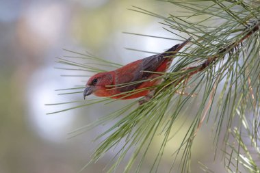 Red (or Common) Crossbill clipart