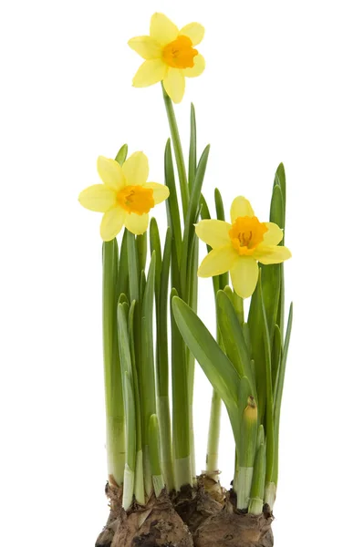 Красиві Квіти Нарцисів Садова Квітка — стокове фото
