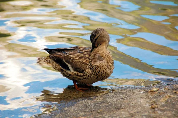 Vacker Utsikt Över Vacker Fågel Naturen — Stockfoto