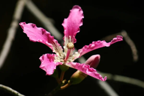 Flores Flor Cerezo Siring — Foto de Stock