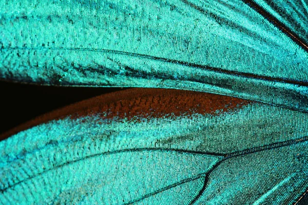 翅膀的绿松石纹理 — 图库照片